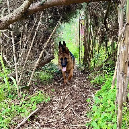 ヴィラ Toca Do Lobo *